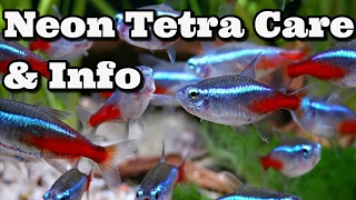 Neon Tetra Care Information and advice [upl. by Durrett494]