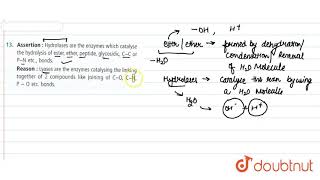 Assertion  Hydrolases are the enzymes which catalyse the hydrolysis of ester ether [upl. by Alliscirp]