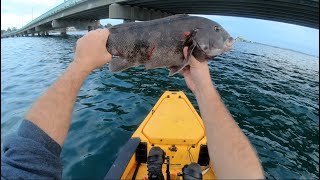 Blackfish Tautog Catch and Cook  Lazy Mans Chowder [upl. by Tezzil]