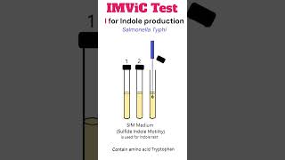 IMViC Test Indole production test microbiology bacteria [upl. by Marillin]