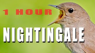 NIGHTINGALE SINGING 1 hour bird sounds [upl. by Uta338]