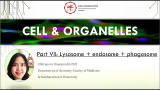 07 Cell organelles Lysosome  endosome  phagosome [upl. by Phylys]