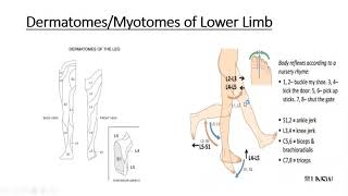 Gross anatomy Lower Limb Dermatomes amp Myotomes of Lower Limb [upl. by Anyela]