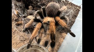 Aphonopelma chalcodes Arizona blonde Rehouse and care [upl. by Canada628]