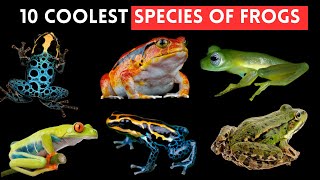 The Coolest Species of Frogs Around the Globe [upl. by Jeffy356]