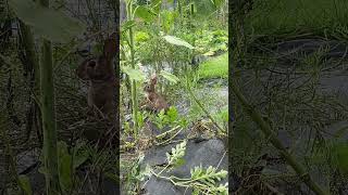 Bunny Eats On A Flax Plant nature cottontail [upl. by Gnilsia]