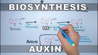 Biosynthesis of Auxin [upl. by Nafri836]