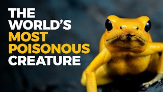 The Insane Biology of The Poison Dart Frog [upl. by Araid]