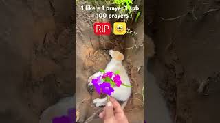 1 like  1 prayer  1 sub  100 prayers 🙏 😢 animals cute sad unfortunate [upl. by Stolzer]