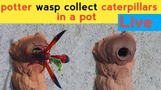 Potterwasp wasp watch Live  towardthenature [upl. by Eadith]