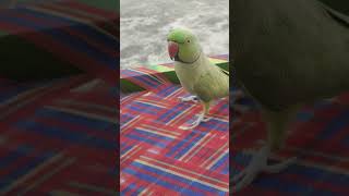 Naughty parrot talking parrot birds parrottalking [upl. by Ninnette]