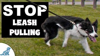 3 Reasons Your Leash Walking Training ISNT Working [upl. by Cirilla]