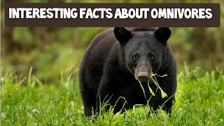 Interesting Facts about Omnivores  Omnivorous animals  Learn about Omnivores [upl. by Kuehnel]