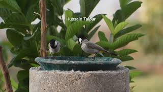 Whiteeared bulbul [upl. by Jase910]