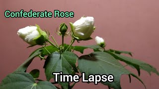 Single Petal Confederate Rose or Hibiscus Mutabilis Time Lapse [upl. by Annawyt757]