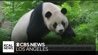 New panda pair debuts at San Diego Zoo [upl. by Ariaz322]