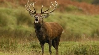 Poachers target Irish Red Deer [upl. by Orson356]