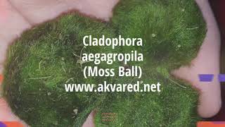 Akvared Akvaryum Bitkileri  Cladophora aegagropila Moss Ball [upl. by Torrence]