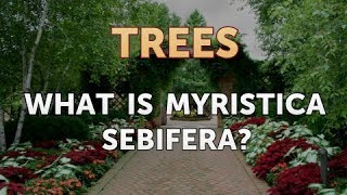 What Is Myristica Sebifera [upl. by Enyala612]