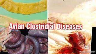 Clostridial Diseases In Poultry كولستريديا الدواجن [upl. by Anirak]