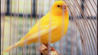 Yellow Canary singing video  Serinus canaria  Canary Training Song 25 minYour canary will sing [upl. by Eibloc]