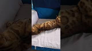 Bengal catFunny sleeping positionsshortsadorablecatloversnoncatlovers [upl. by Rehctaht]