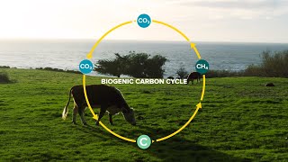 Cattle and the Biogenic Carbon Cycle [upl. by Boff]