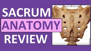 Sacrum Anatomy  Sacral Promontory Cornua Hiatus Ala Apex Canal [upl. by Laith]