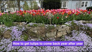 How to get tulips to come back year after year [upl. by Wein763]