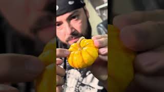 Tepache de Calabaza 🎃 fermentación salvaje [upl. by Arnold]