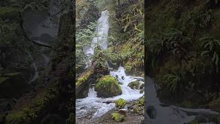 Merriman Falls at Quinault Rain Forest  Washington Peninsula [upl. by Ryder]