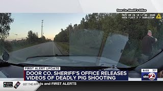 Door County Sheriff’s Office concludes review releases body camera footage of runaway pig shooti [upl. by Lig]