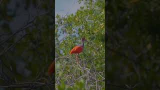 Experience Serenity at Curaçaos Rif Mangrove Park shorts [upl. by Euhsoj286]