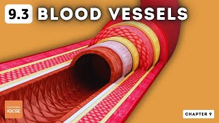 IGCSE Biology  Blood vessels 93 [upl. by Norak764]