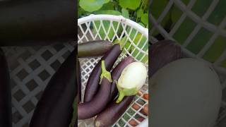 Long brinjal harvest in terrace garden [upl. by Amahs]