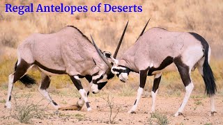 Gemsbok Oryx The Deserts Regal Antelope [upl. by Perron]