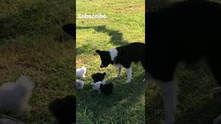 Border Collie Herds Silkie Chicks shorts backyardchickens [upl. by Natlus196]