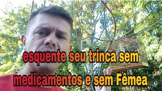 Como esquentar seu Trinca ferro sem fêmea e sem suplementos [upl. by Poul]