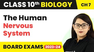 The Human Nervous System  Control and Coordination  Class 10 Biology [upl. by Aundrea927]