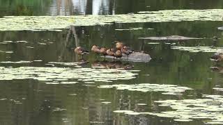 Wandering WhistlingDuck 5 [upl. by Yoc]