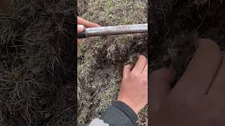 Digging Cordyceps Sinensis cordycepsfungus fungus farming satisfying [upl. by Airrej]