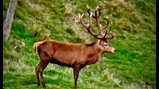 Hunting Red deer with 270 rifle 3 shots 3 kills in 30 secondes in New Zealand part 74 [upl. by Terrena348]