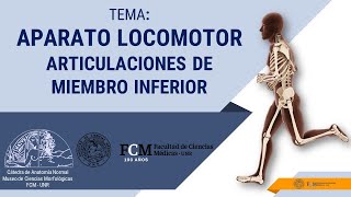 Aparato Locomotor Articulaciones de Miembro Inferior [upl. by Childers]