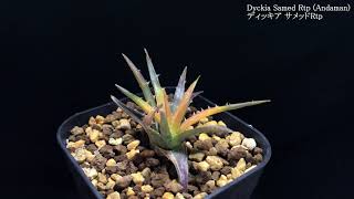 ディッキア サメッドRtp／ Dyckia Samed Rtp Andaman [upl. by Yeknarf]