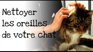 Comment nettoyer les oreilles de votre chat [upl. by Hawken998]