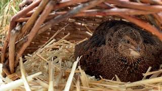 Coturnix Quail Hen Calls to Hatching Chicks [upl. by Caiaphas316]