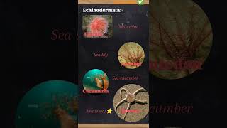 phylum Echinodermata short notes with tricks biology Neet [upl. by Rebmetpes]