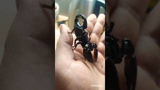 Heterometrus silenus amazing firsttime onhand happy pets scorpion [upl. by Reifinnej]