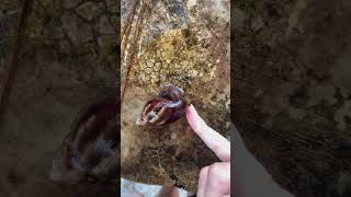 Achatina fulica아카티나 풀리카아프리카 달팽이nature amazing snail snails [upl. by Arahsat]