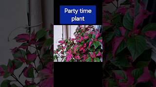 Alternanthera ficoidea Foliage pot PLANT flower garden [upl. by Godden]